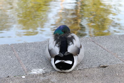 Close-up of bird in lake