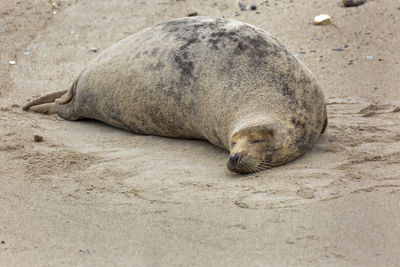 High angle view of  gray seal sleeping on beach