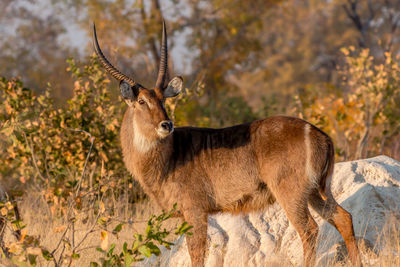 View of deer standing on land