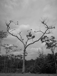 Bare tree on field against sky