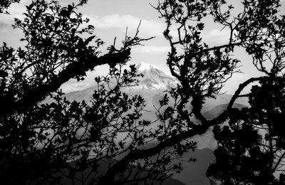 Low angle view of silhouette trees against sky