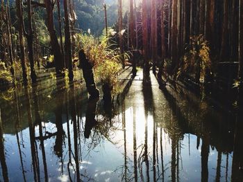 Reflection of trees in water