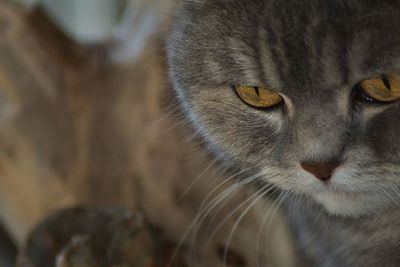 Close-up of cat