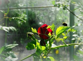 Close-up of red flowering plant