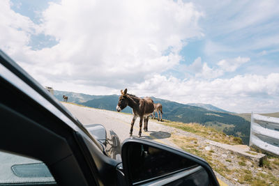 View from car with donkey and mountain