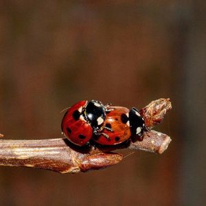 Close-up of ladybug