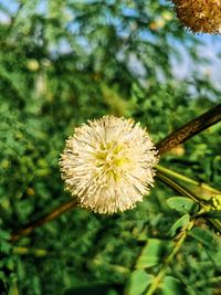 Close-up of flowering plant on field