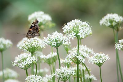 Butterfly pollinating on flower