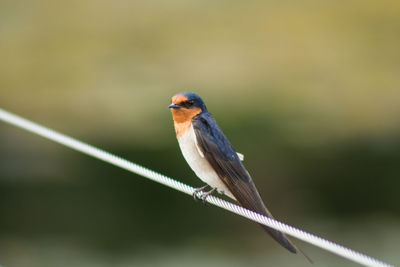 Close-up of bird perching outdoors