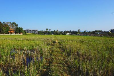 Scenic view of agricultural field against clear sky