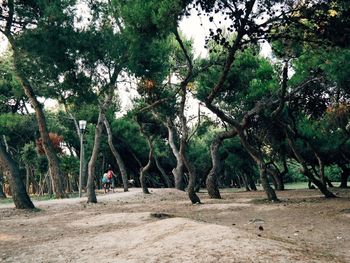 Trees in park