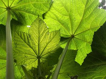 Close-up of green leaves