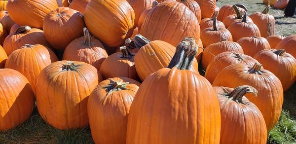 High angle view of pumpkins for sale at market