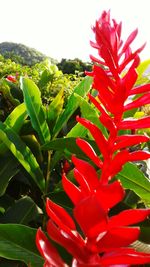 Close-up of red flowers