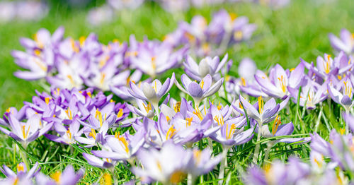 Close-up of purple crocus flowers on field