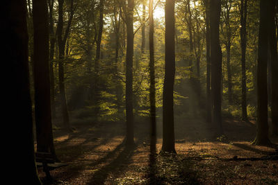 Trees in forest