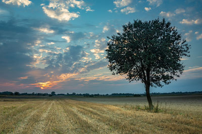 Single big deciduous tree with a round crown, stubble and clouds during sunset