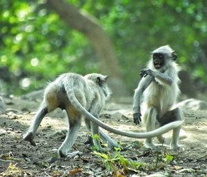 Monkeys in a forest