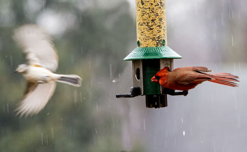 Close-up of bird perching on feeder