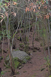 Plants and trees in park