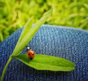 Close-up of ladybug on leaf