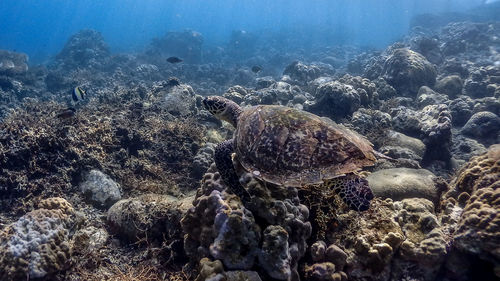 View of coral swimming in sea