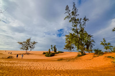 Trees on desert against sky