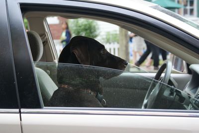 Close-up of dog looking through car window