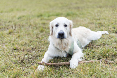 Golden retriever pale young dog is running on the grass