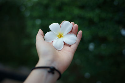 Close-up of hand holding white flowering plant