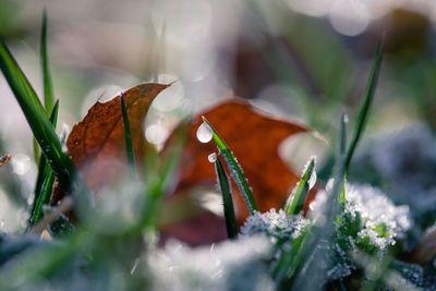 Close-up of plant