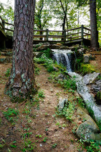 Trees growing in forest