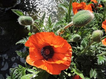 Close-up of orange poppy flower