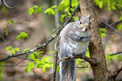 Close-up of squirrel on tree