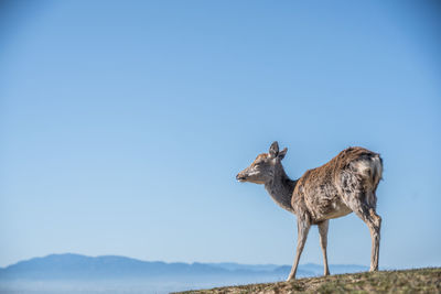 Giraffe standing on mountain against clear blue sky