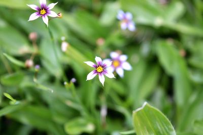 Close-up of flowers blooming outdoors