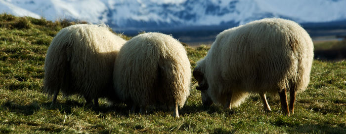 Sheep in a field