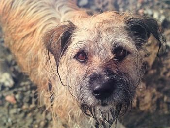 Close-up portrait of dog