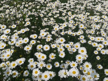 High angle view of daisies blooming on field