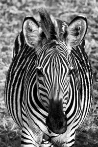 Close-up portrait of zebras