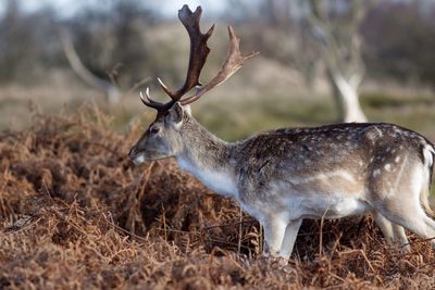 Side view of deer standing on grassy field