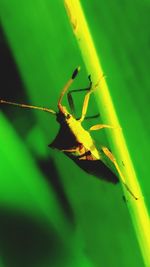 Close-up of insect on leaf