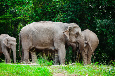 Elephant in a forest