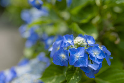 Close-up of purple hydrangea flower