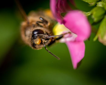 Close-up of bee pollinating on pink flower