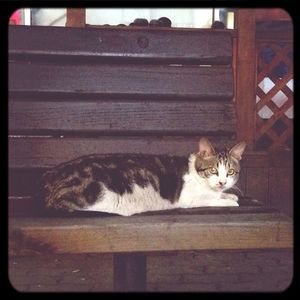 Cat resting on tiled floor