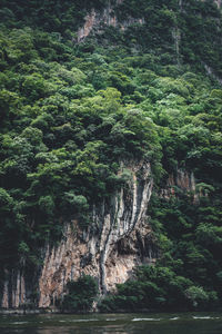 View of trees in forest