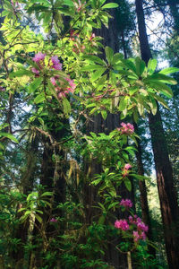 Flowering plants and trees in forest