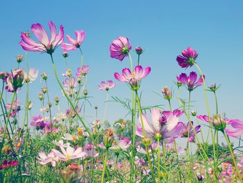 Close-up of pink cosmos blooming on field against clear sky