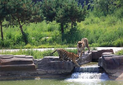 View of an animal relaxing on rock in zoo